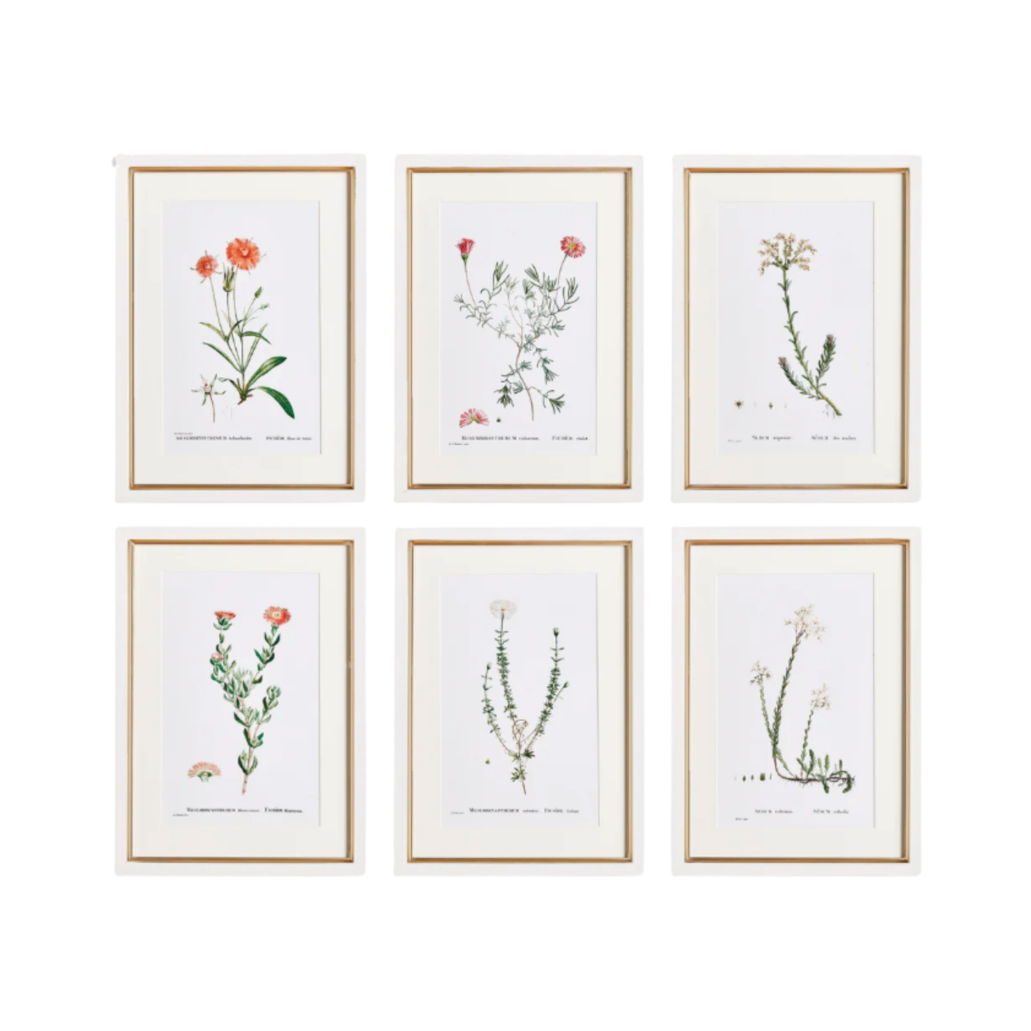 Flower Studies in Shades of Blush, Set of 6